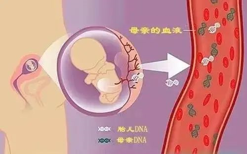 東莞哪家胎兒親子鑒定準確？（無創(chuàng)胎兒、羊水、絨毛）