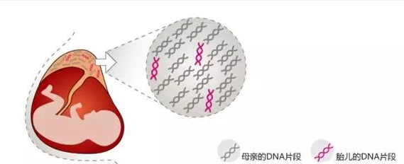 無創(chuàng)胎兒親子鑒定準確率是多少？關(guān)于無創(chuàng)胎兒親子鑒定檢測技術(shù)